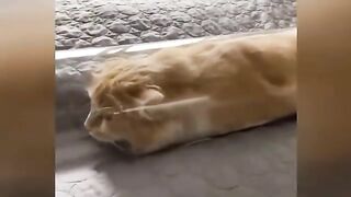 funny cat behavior