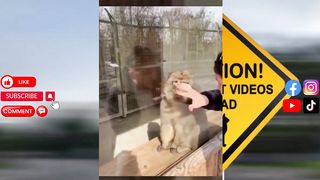 Cute pets Compilation