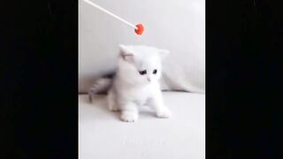 cute cat