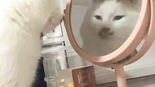 Funycat 2