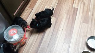 6 wk old Yorkie puppies playing tug