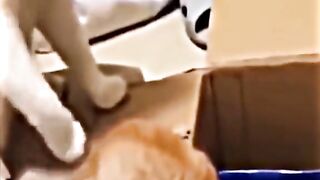 Funy cats 3