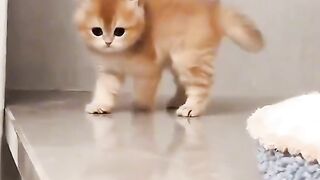 Active cats