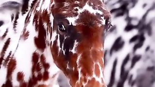 amazing horses