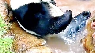 Funy animals 2