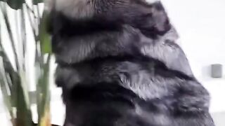 Кожен шал