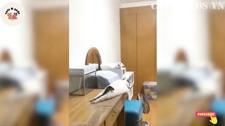 Funny Cats And Dogs Compilation