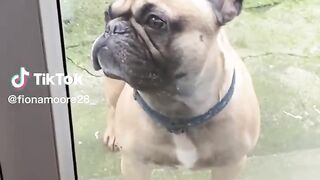 Cute and Funny Dogs ???????? Prepare for Cuteness Overload and Non-Stop Laughter! ????????