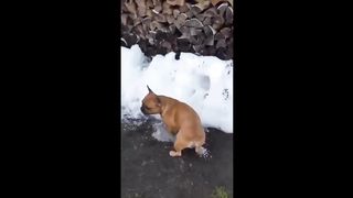 Try Not To Laugh Dogs And Cats ???? - Funniest Animals Video 2023???? #Ever1