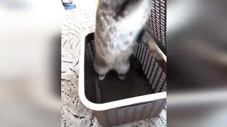 Time to laugh when you watch the FUNNIEST CATS On Earth