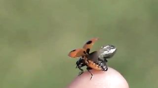 Ladybug Lift-off 2