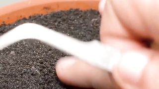 proses pertumbuhan pepaya dari biji