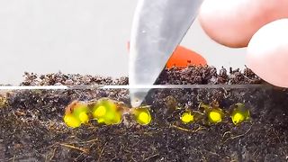 proses pertumbuhan buah tomat dari biji