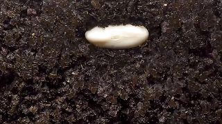 White_Bean_-_Time_Lapse__timelapse