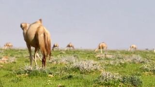 Dhulka somalia wa dhul barwaaqo ah geelu daaqo woow