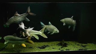 ikan dewa khas indonesia