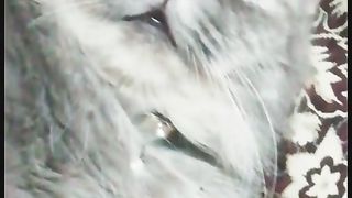 Cute cat 25