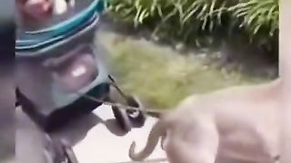 TRY NOT TO LAUGH LEVEL: IMPOSSIBLE 3