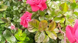Village rose