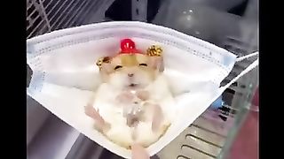 New funny video. 2023..animals Videos Compilation Cute moment of the Animals - Cutest Animals #44.
