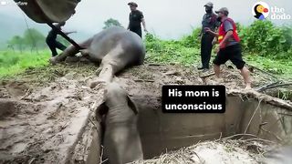 New animal  video.2023.Baby Elephant Separated From His Mom Cries For Help - The Dodo_2.