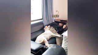 Funniest Cats and Dogs ???????? Funny Animals 2023 ???? Part 10.