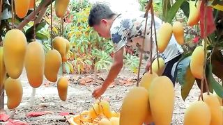 Awesome mango fruit tree ????????