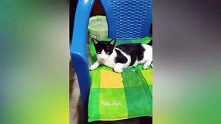 Funniest Cats and Dogs ???????? Funny Animals 2023 ???? Part 8_2.