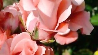 New flower video.  flowers photos ❤️.