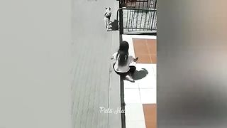 Funniest Dogs and Cats ???????? Funny Animals 2023 ???? Part 11_2.