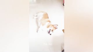 Funniest Dogs and Cats ???????? Funny Animals 2023 ???? Part 5.