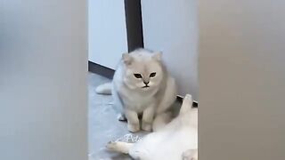Funniest Cats and Dogs ???????? Funny Animals 2023 ???? Part 14.