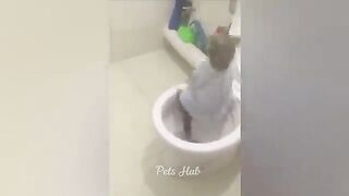 Funniest Cats and Dogs ???????? Funny Animals 2023 ???? Part 12.