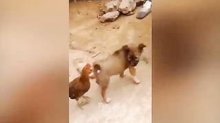 Funniest Dogs and Cats ???????? Funny Animals 2023 ???? Part 17.