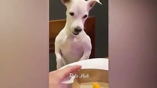 Funniest Dogs and Cats ???????? Funny Animals 2023 ???? Part 15.