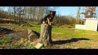 Layla Showing Off Her Expert Placing Skills! Dog Trainers in Virginia | Best Virginia Dog Trainers