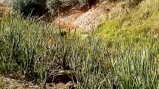 Green Pakistan 2
