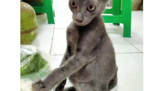 Cat and Kitten