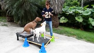 Dog training 2