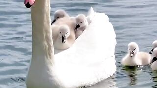 Beautiful Family For injoy