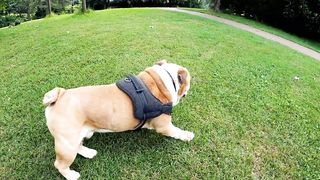 How to traning a dogs | Dog training videos | How to train a puppy | Dog toys