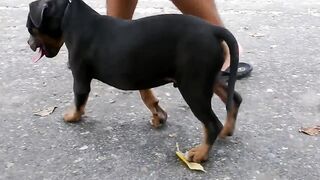 AMERICAN BULLY TRICOLOR STANDAR