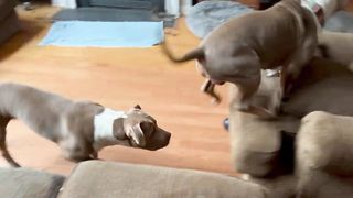 Papa Hermes says "Too slow" to Deimos who tries to take away his toy. What an adorable goofball!!!