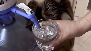 Cat smart