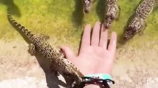 Alligators Playing with Hand