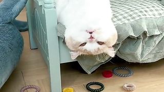 Tingkah lucu kucing 3