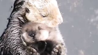 Mumma sea otter with her