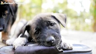 Cute little animals KITTEN, PUPPY, CHICK, COW, SQUIRREL, BEAR, animal videos