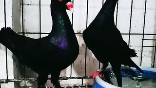 Find 'beautiful birds in nature' on TikTok - TikTok Search_3.