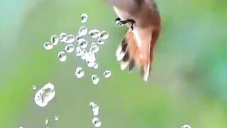 Find 'beautiful birds in nature' on TikTok - TikTok Search_2.